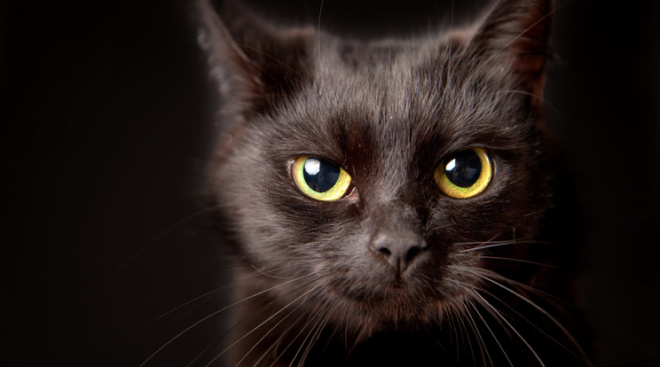 Ő egy cica/Fotó: Shutterstock