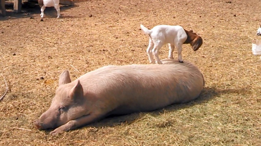 "Zlostavljanje" u toku: Jare na svinji