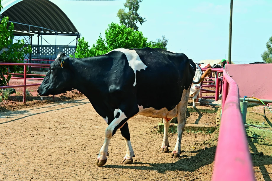 Przejęcie farmy 700 krów już pomogło w odpaleniu nowego biznesu. Latem Polmlek uruchomił produkcję paszy dla cieląt, opartej na proszkach mlecznych robionych w Polsce.