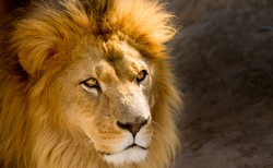 Niecodzienny widok w Tajlandii. Przewoził bentleyem lwa