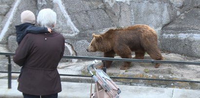 Czy w warszawskim ZOO jest bezpiecznie?