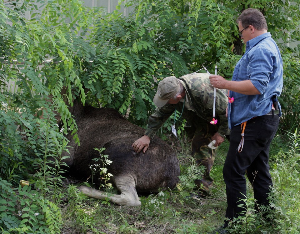 WARSZAWA URSUS ŁOŚ W MIEŚCIE