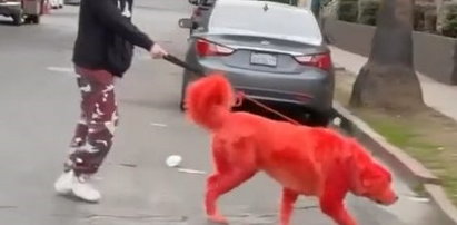 Przefarbowała swojego psa na czerwono, bo bała się, że ktoś go ukradnie