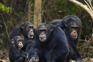 WESTERN CHIMPANZEE