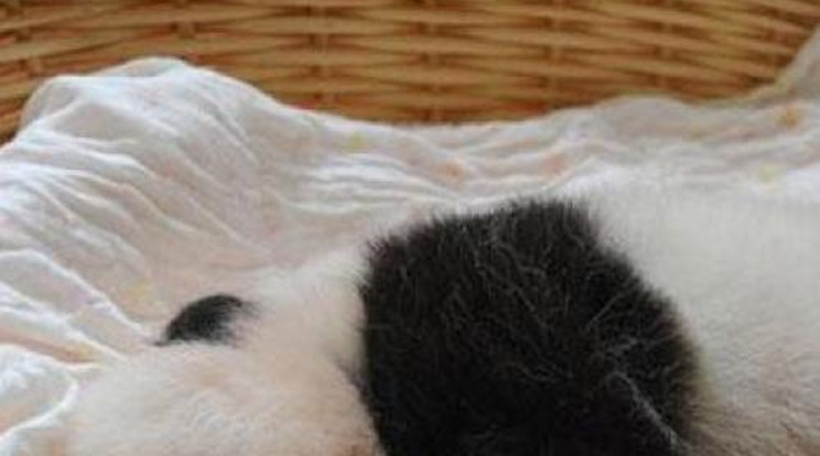 Napi cukiság! Így alszanak a pandabébik