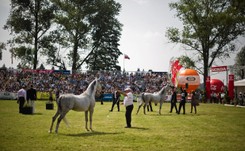 Śmierć koni w Janowie Podlaskim. Prokuratura: W paszy znaleziono koksydiostatyki