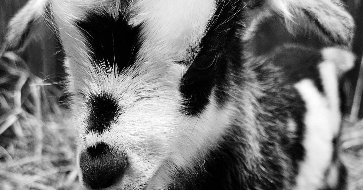 Zoo visitors blamed for tragic death of goat who just gave birth - Vimarsana News