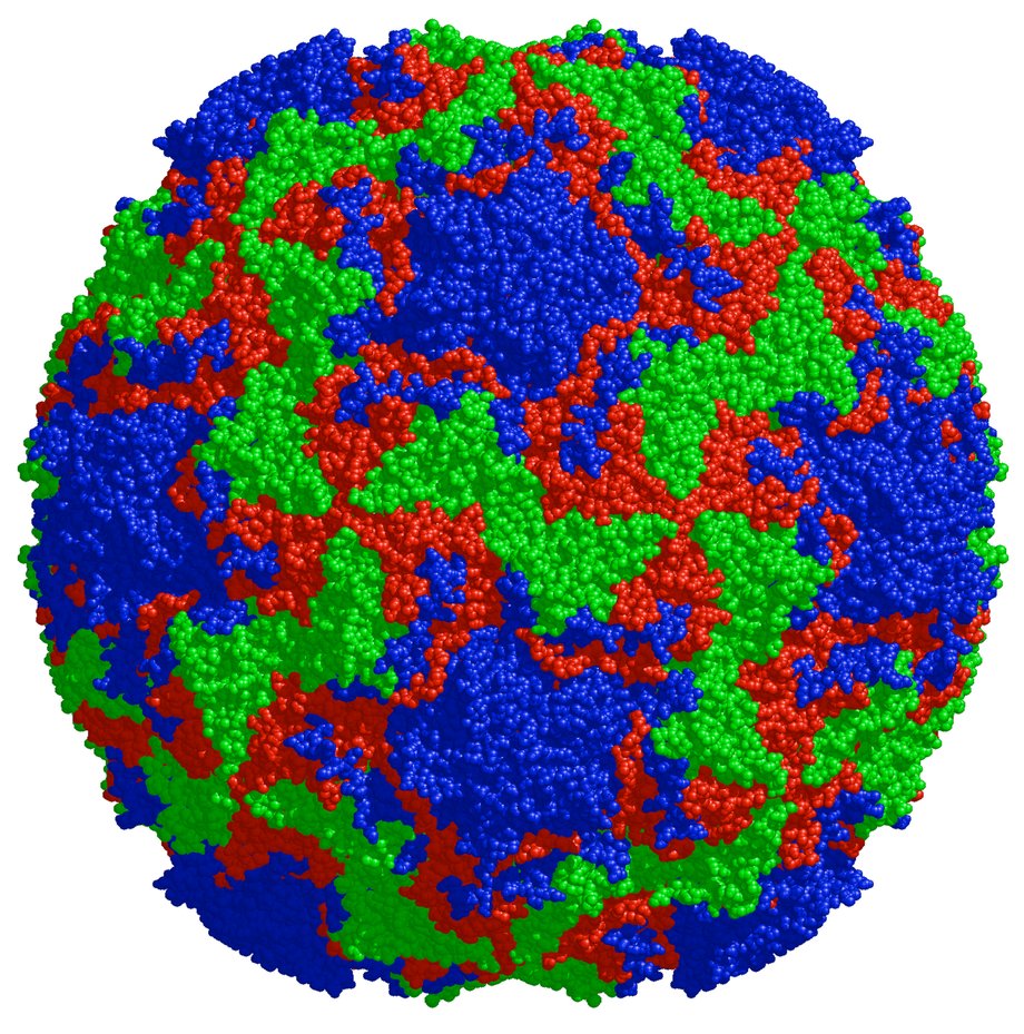 Structure of the human rhinovirus capsid, the shell surrounding the virus' genetic material.