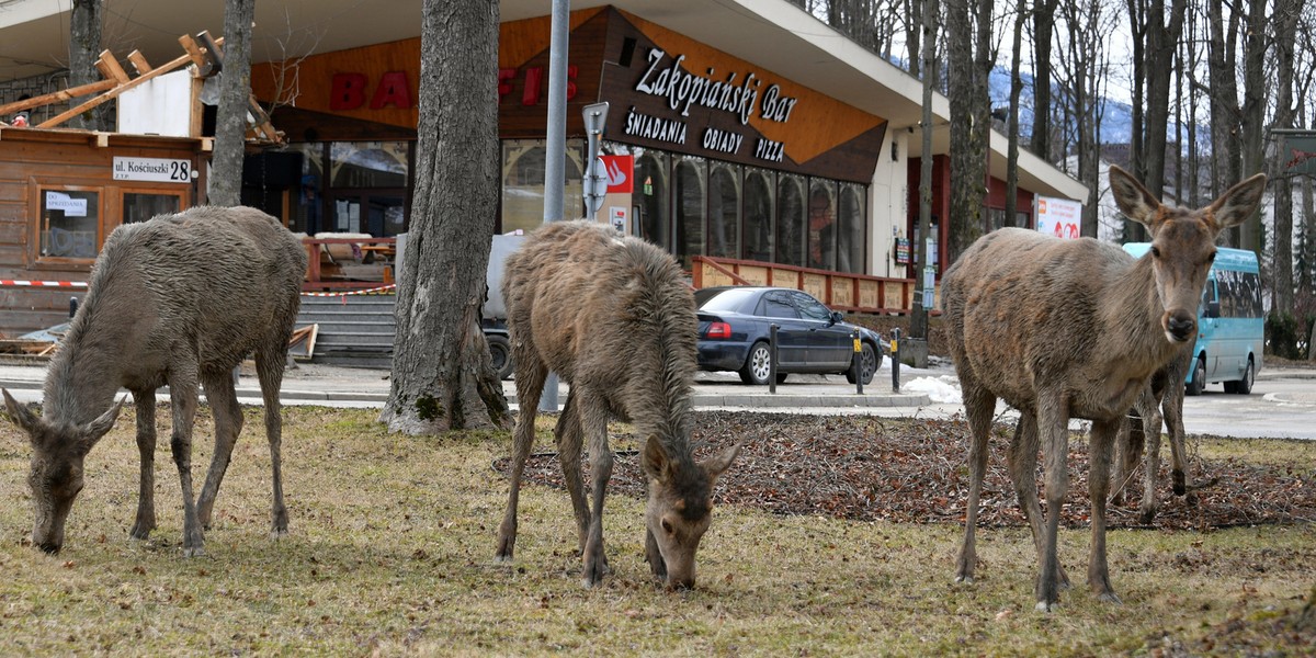 Łanie przechadzają się w centrum Zakopanego. Co za widok! 