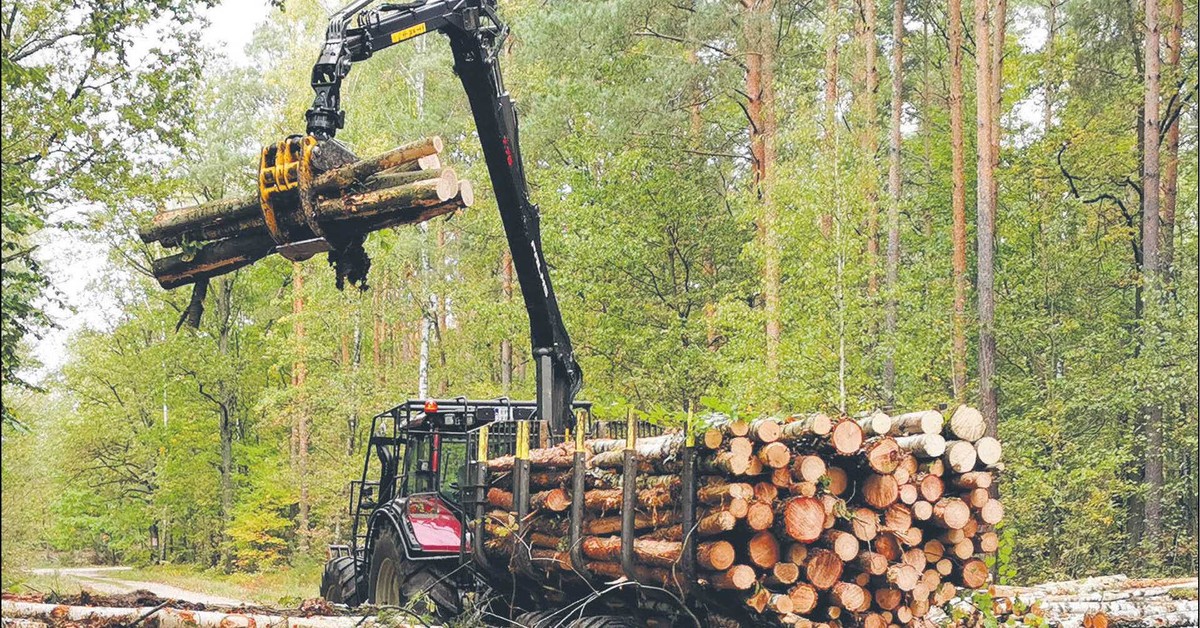 Spór wokół kontroli nad Lasami Państwowymi. Kiedy społeczeństwo będzie mogło skarżyć PUL-e do sądu?