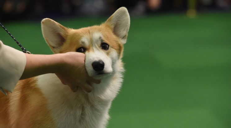 12 corgi társaságát élvezhetik a betérő vendégek/ Fotó: AFP