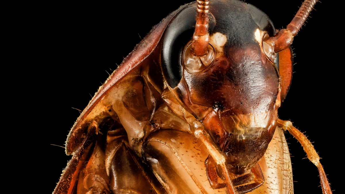 Periplaneta americana, Face, MD, Prince Georges county_2014-02-27-153128 ZS PMax_12853815174_o More cute cockroach pictures..American Cockroach, Canon Mark II 5D, Zerene Stacker, Stackshot Sled, 65mm Canon MP-E 1-5X macro lens, Twin Macro Flash, F5.0, ISO