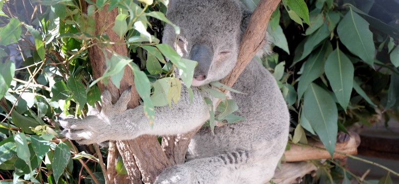 Setki koali zabito w tajemnicy przed światem