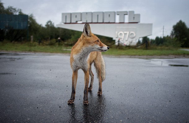 Czernobyl