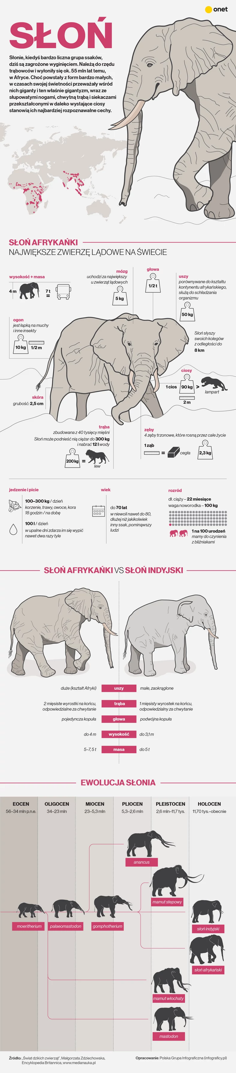 Słoń, czyli największe współcześnie żyjące zwierzę lądowe