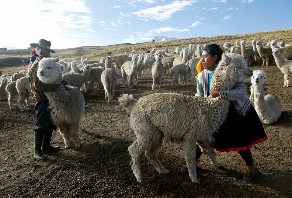 Shepherds Julian and Felipa Rojo catch alpacas for a routine check-up at a range in the Andean community of Upis at the highlands of Cuzco