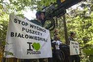 Greenpeace, Puszcza Białowieska, blokada wycinki