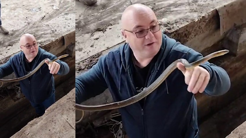 Vladica Stanković je najpoznatiji ka hvatač zmija, ali rešava i probleme sa gnezdima stršljena