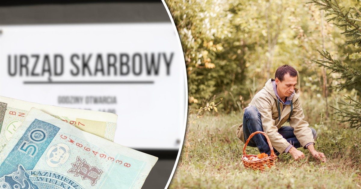 Podatek od zebranych grzybów. Fiskus grozi surowymi karami