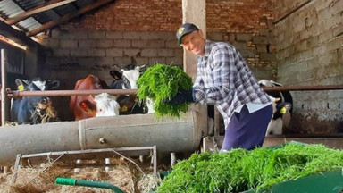 Był znanym piłkarzem, teraz został rolnikiem. "Taki sławny człowiek z nami gnój przerzuca"