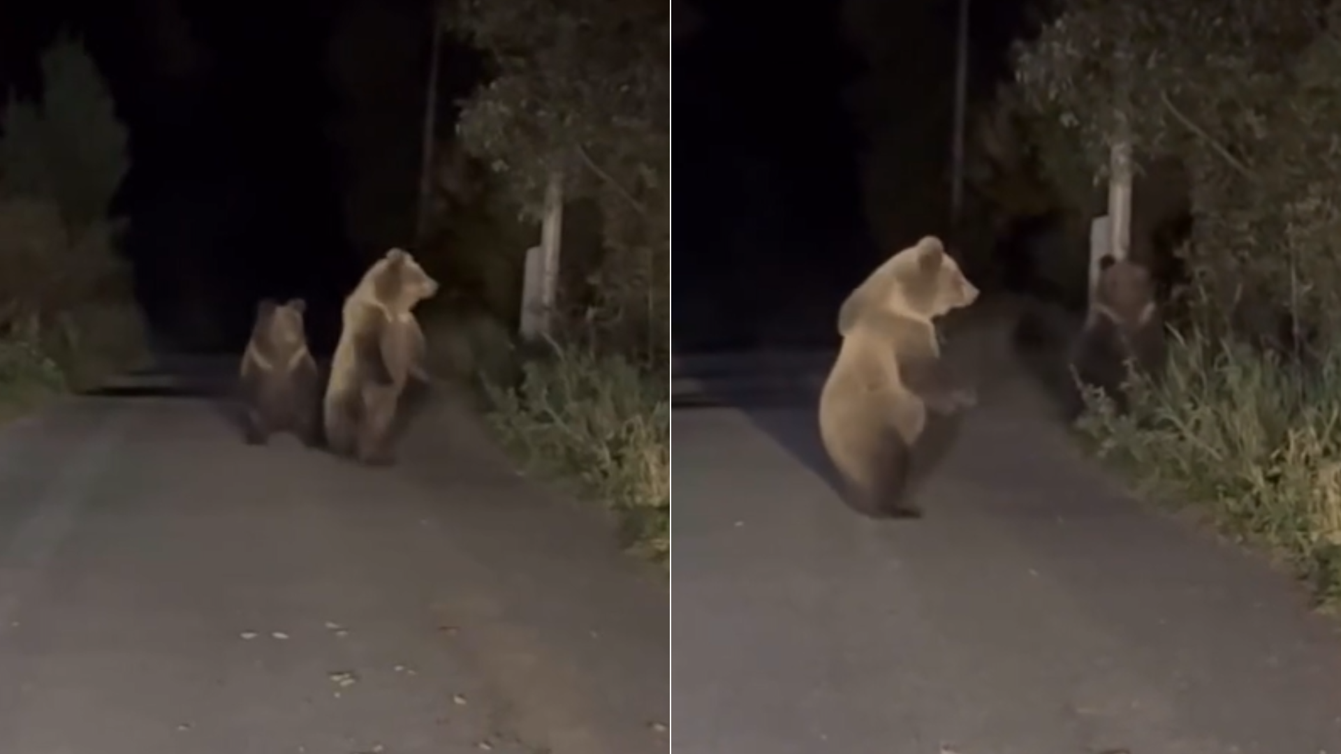 Chlpáči predviedli svoje tanečné schopnosti.