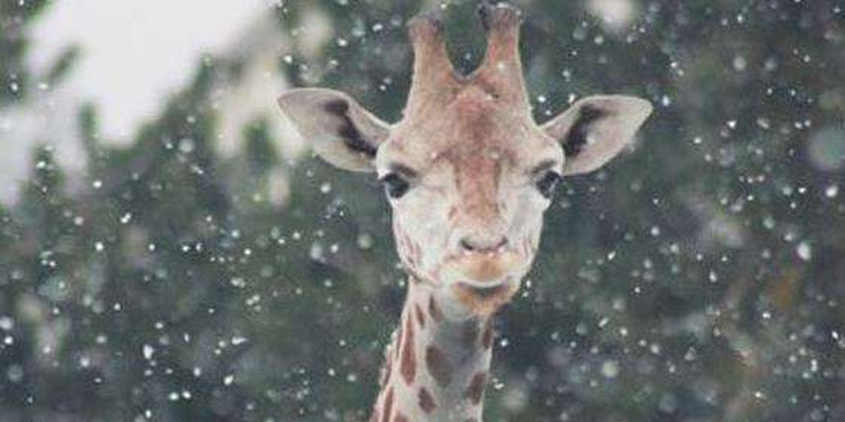 Żyrafy w śniegu