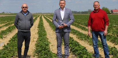 Co będzie w truskawkami? Plantatorzy błagają o pomoc