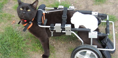 Te koty jeżdżą na wózku
