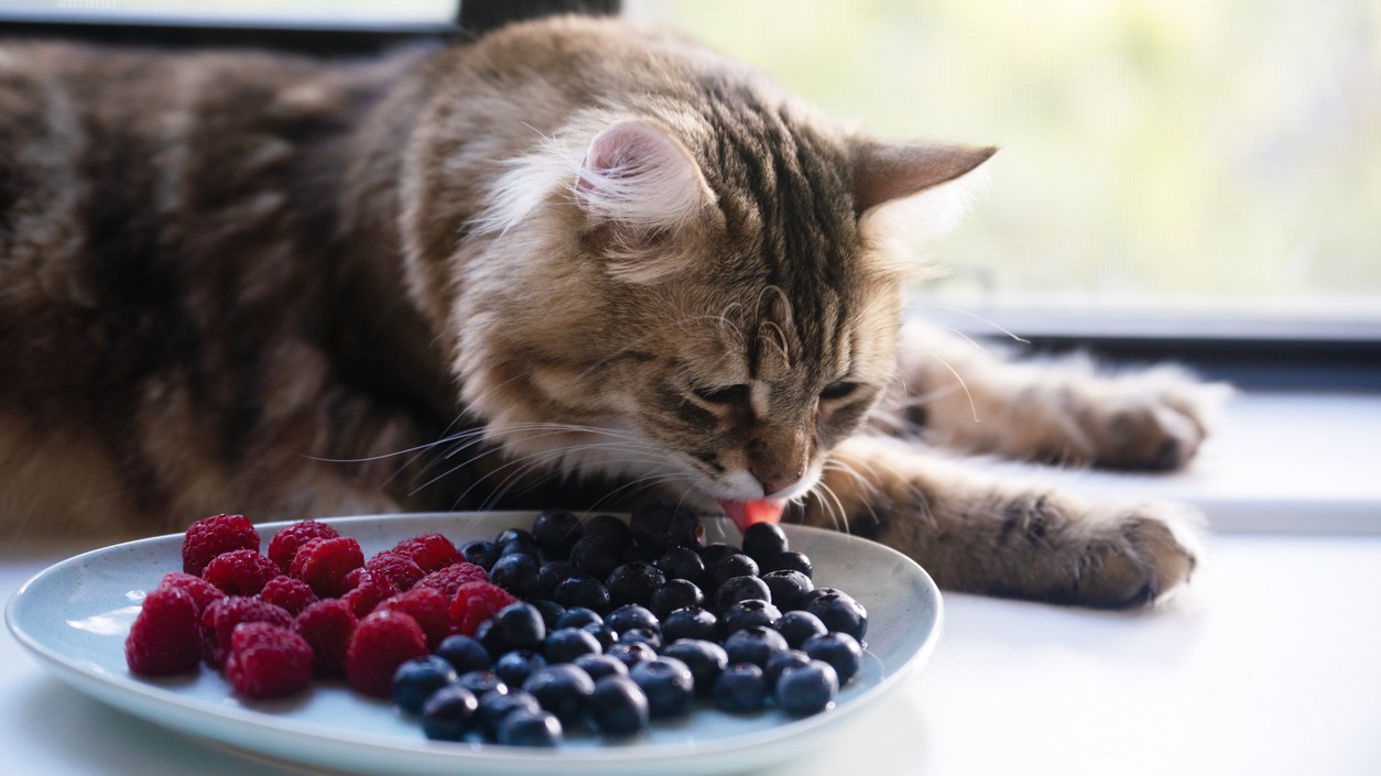 Niektoré druhy ovocia a zeleniny môžu obohatiť jedálniček mačky.