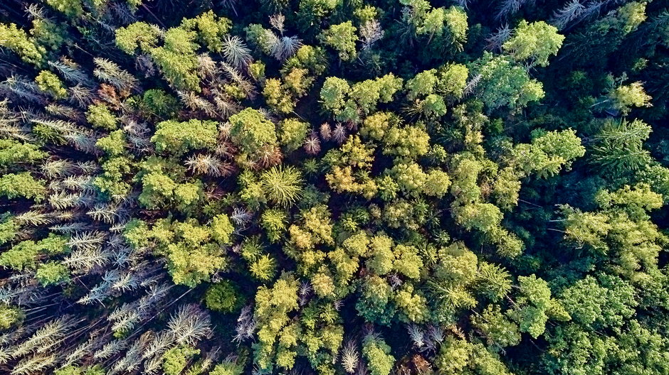 Puszcza Białowieska