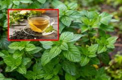 Mięta na trawienie i ból głowy. Działa cuda, a na dodatek jest banalnie prosta w uprawie