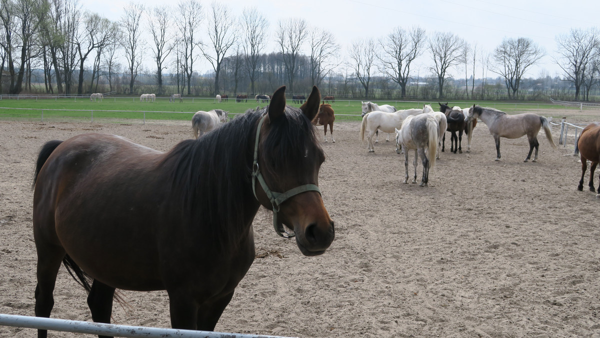 Słynną aukcję Pride of Poland w stadninie w Janowie Podlaskim zastąpi inna letnia aukcja. Tradycyjne święto koni arabskich odbędzie się w tym roku pod hasłem "Janów Podlaski Auction &amp; Summer Arabian Horse Sale" - informuje RMF FM. Zmian jest jednak więcej.
