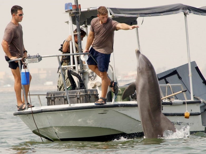Delfin obronny Mark 6 pływający w Zatoce Perskiej w sierpniu 2003 r. 