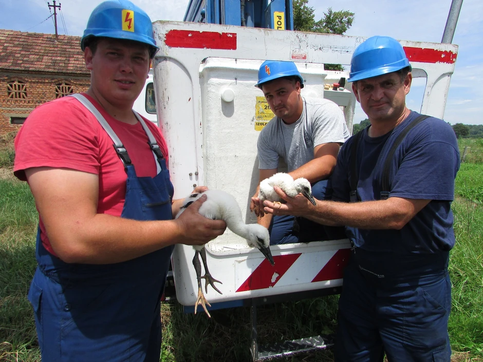 Električari pomoći dizalice nahranili mlade rode
