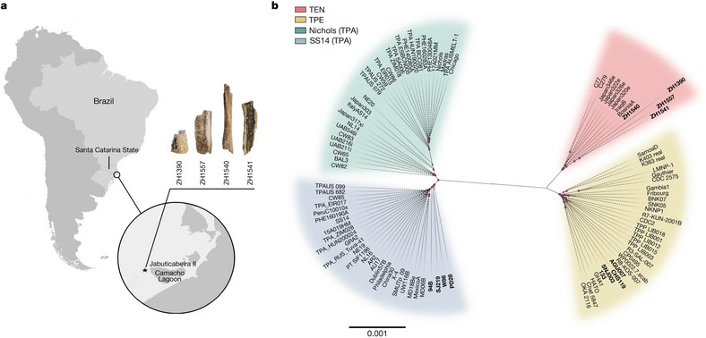 Mapa przedstawiająca lokalizację stanowiska archeologicznego Jabuticabeira II na południowym wybrzeżu stanu Santa Catarina w Brazylii oraz próbki ZH1390, ZH1540, ZH1541 i ZH1557, dla których zrekonstruowano genomy. b, Drzewo filogenetyczne o maksymalnej wiarygodności współczesnych i starożytnych szczepów T. pallidum przy użyciu GTR + G + I (patrz Metody) jako modelu ewolucyjnego i 1000 powtórzeń bootstrapowych. Wszystkie starożytne genomy wykorzystane w tym badaniu (nowo zrekonstruowane i wcześniej opublikowane starożytne genomy; patrz Tabela uzupełniająca 3) są zaznaczone pogrubioną czcionką. Różowe kropki reprezentują węzły z wartościami bootstrap przekraczającymi 70 proc. 