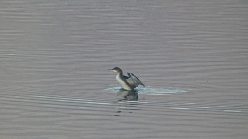 Uočen je u blizini Sokobanje