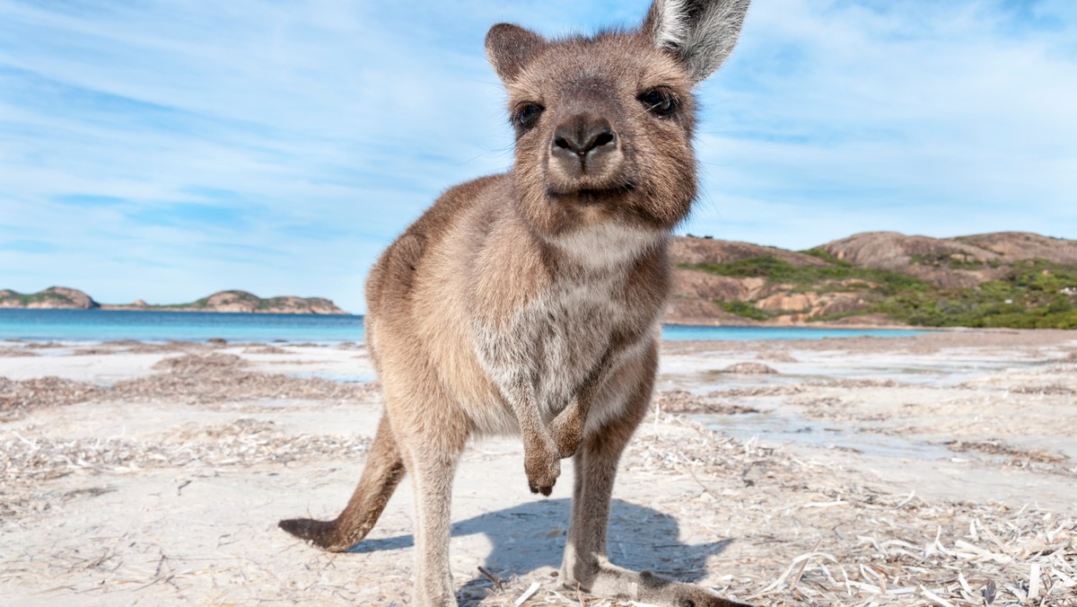 Według australijskich i brytyjskich naukowców kangury są zdolne do celowego komunikowania się z ludźmi. Podczas badań kangury "poprosiły" naukowców o otworzenie pudełka z jedzeniem, co przypomina prośbę psów o napełnienie miski czy rzucenie ulubionego przysmaku. Takie zachowanie u zwierząt, które nie mają wieloletniej historii udomowienia, jest czymś niezwykłym.