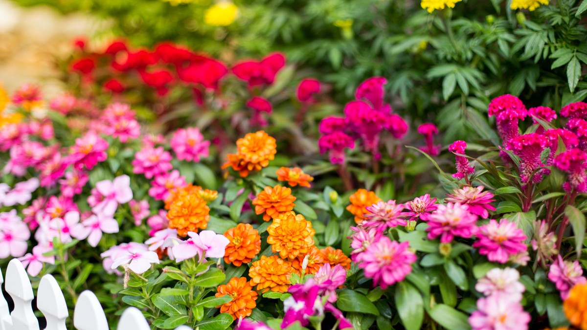 Ovaj rastvor košta manje od 30 dinara, a čini čuda za cveće