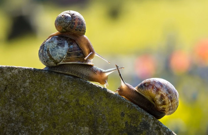 Srećna porodica na okupu