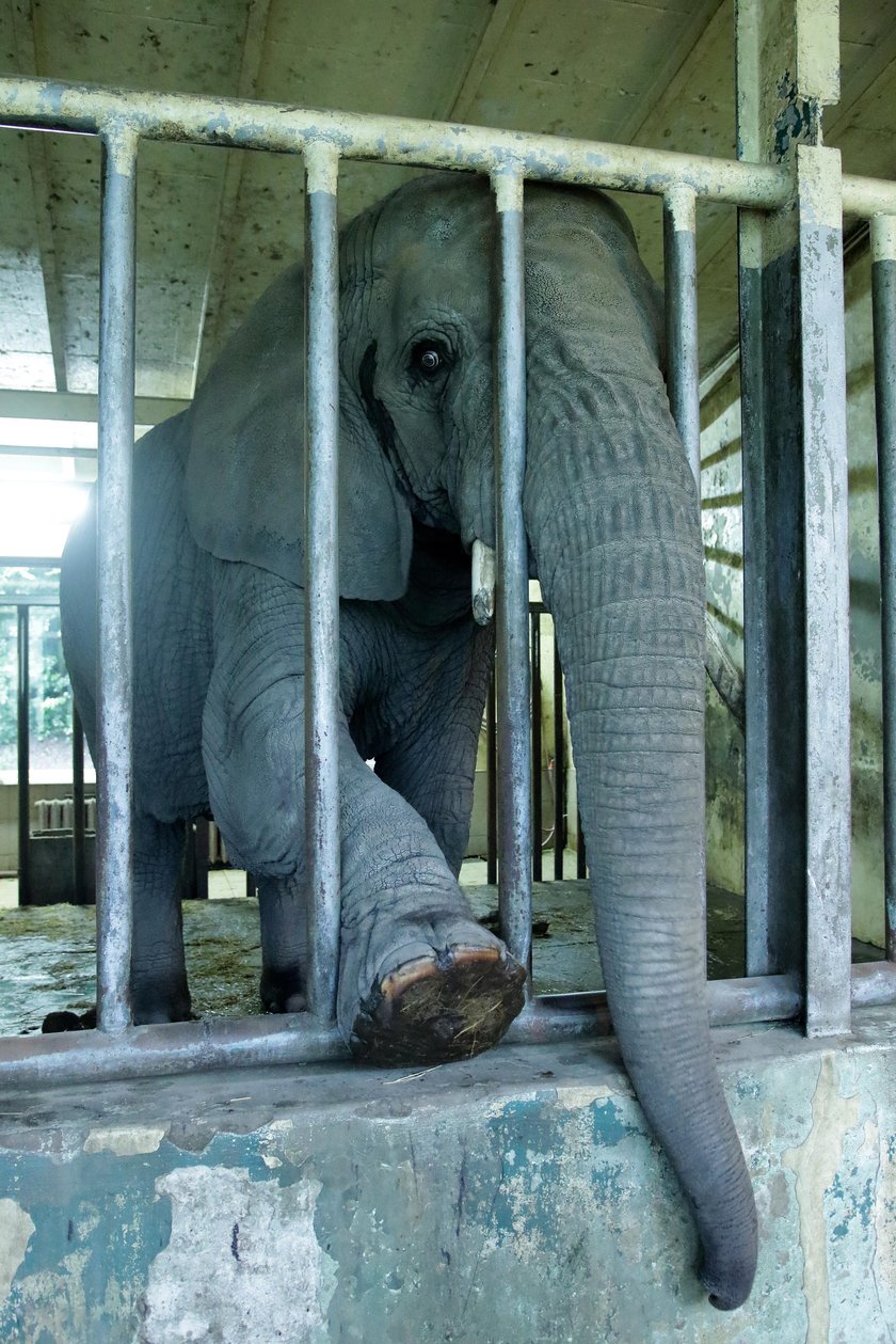 Słonica Katka z zoo w Gdańsku