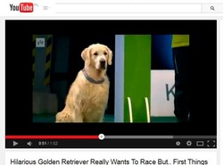 Test na posłuszeństwo. Golden retriever nagrody nie zdobył, ale rozbawił wszystkich [WIDEO]