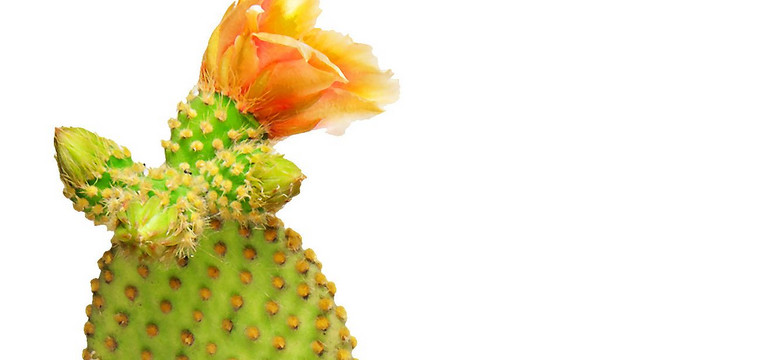 Proszek z kaktusa - odchudza, dba o serce, zapobiega cukrzycy
