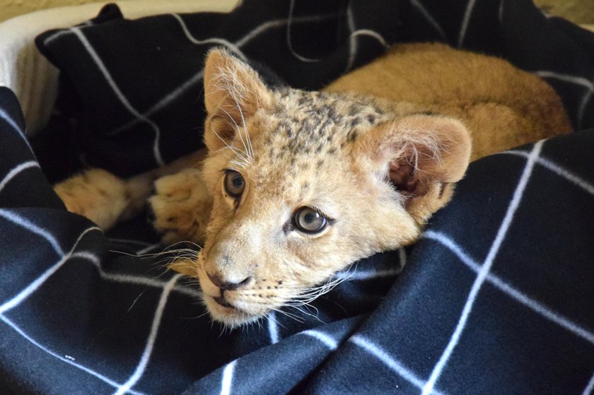 Dwa lwiątka z cyrków w poznańskim ZOO