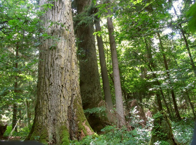 Uroki Puszczy Białowieskiej © www.tydecydujesz.org Fot. Janusz Korbel