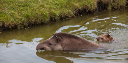 Tak się kąpią tapiry