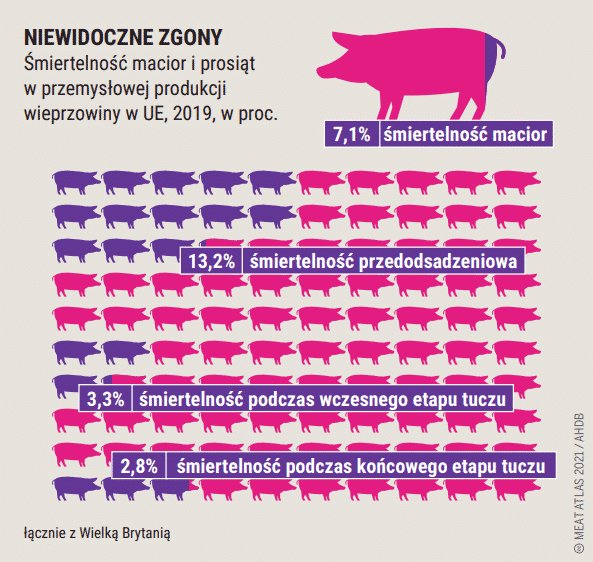 Marnowanie mięsa rozpoczyna się od najwcześniejszych etapów życia zwierzęcia, źródło: Atlas Mięsa