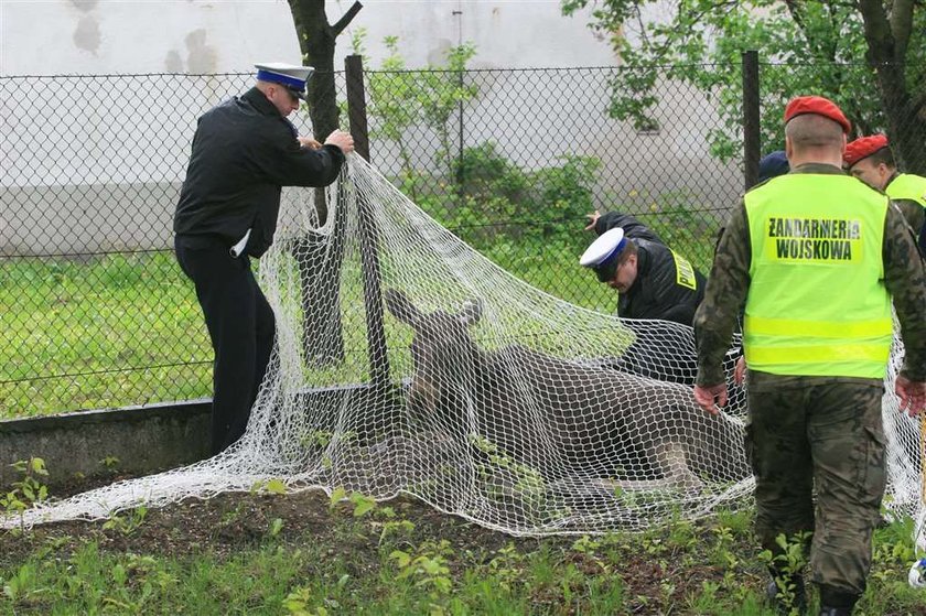 Łoś przyszedł na policję