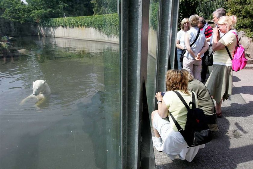 Kłócą się o miliony po Knucie