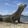 Indonezja chce zamknąć wyspę Komodo dla turystów, bo ludzie kradną warany