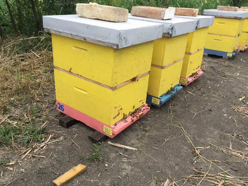 Lopovi oštetili pčelare za 150.000 dinara